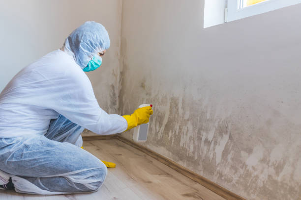 Licensed Black Mold Removal service in Wilmington, IL - WQB Mold Removal