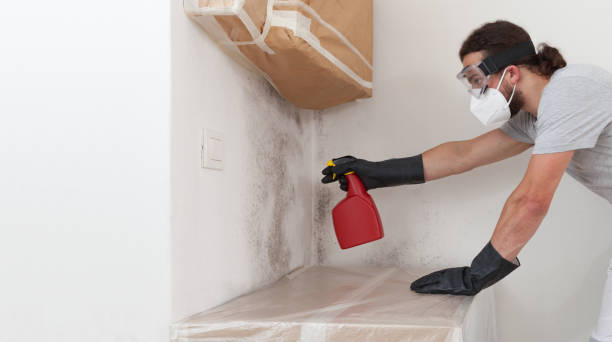 Professional Black Mold Removal technician working in Wilmington, IL