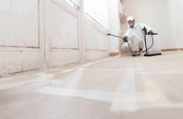 24/7 Emergency Black Mold Removal experts in Wilmington, IL