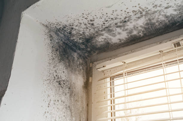 Affordable Black Mold Removal solutions in Wilmington, IL