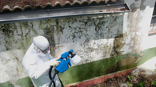 Top rated local Black Mold Removal specialists in Wilmington, IL